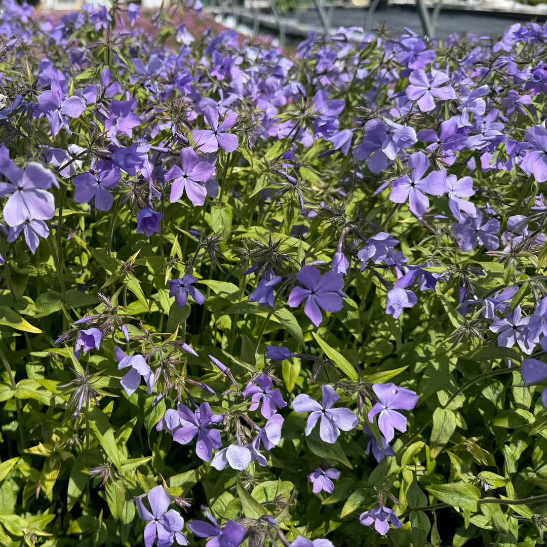 Blue Moon woodland phlox in bloom |Spotswood Greenery