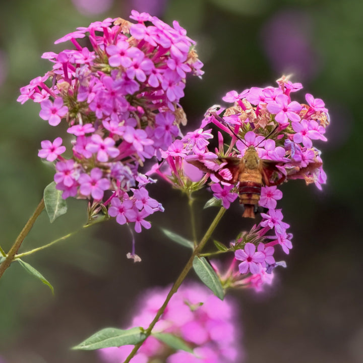 Jeana garden phlox in bloom |Spotswood Greenery