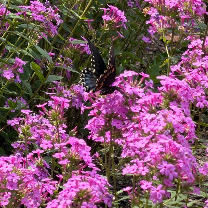 Jeana garden phlox in bloom |Spotswood Greenery