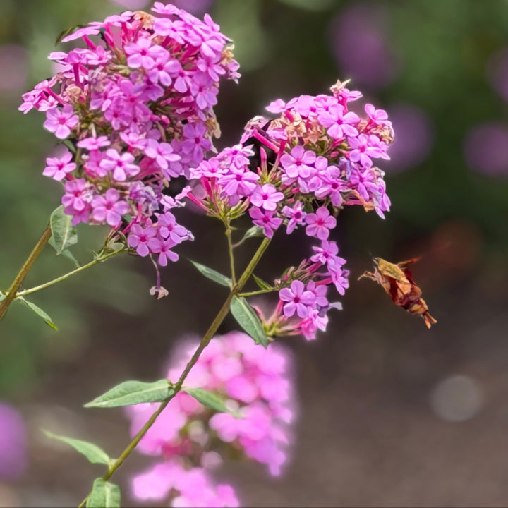 Jeana garden phlox in bloom |Spotswood Greenery