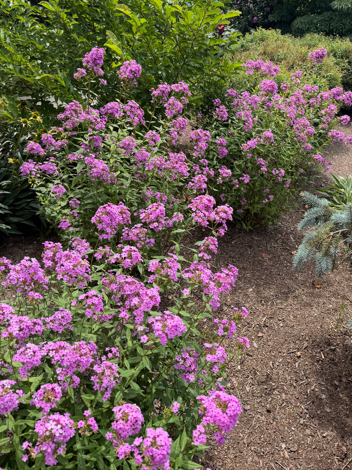 Jeana garden phlox in bloom |Spotswood Greenery