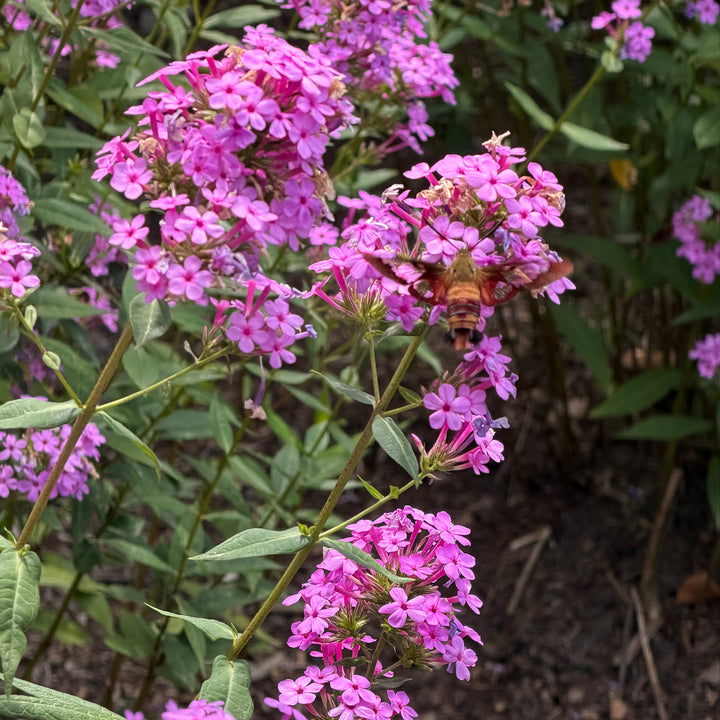 Jeana garden phlox in bloom |Spotswood Greenery
