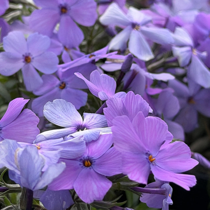 Phlox Woodlander Purple |Spotswood Greenery
