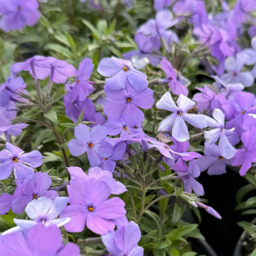 Phlox Woodlander Purple |Spotswood Greenery