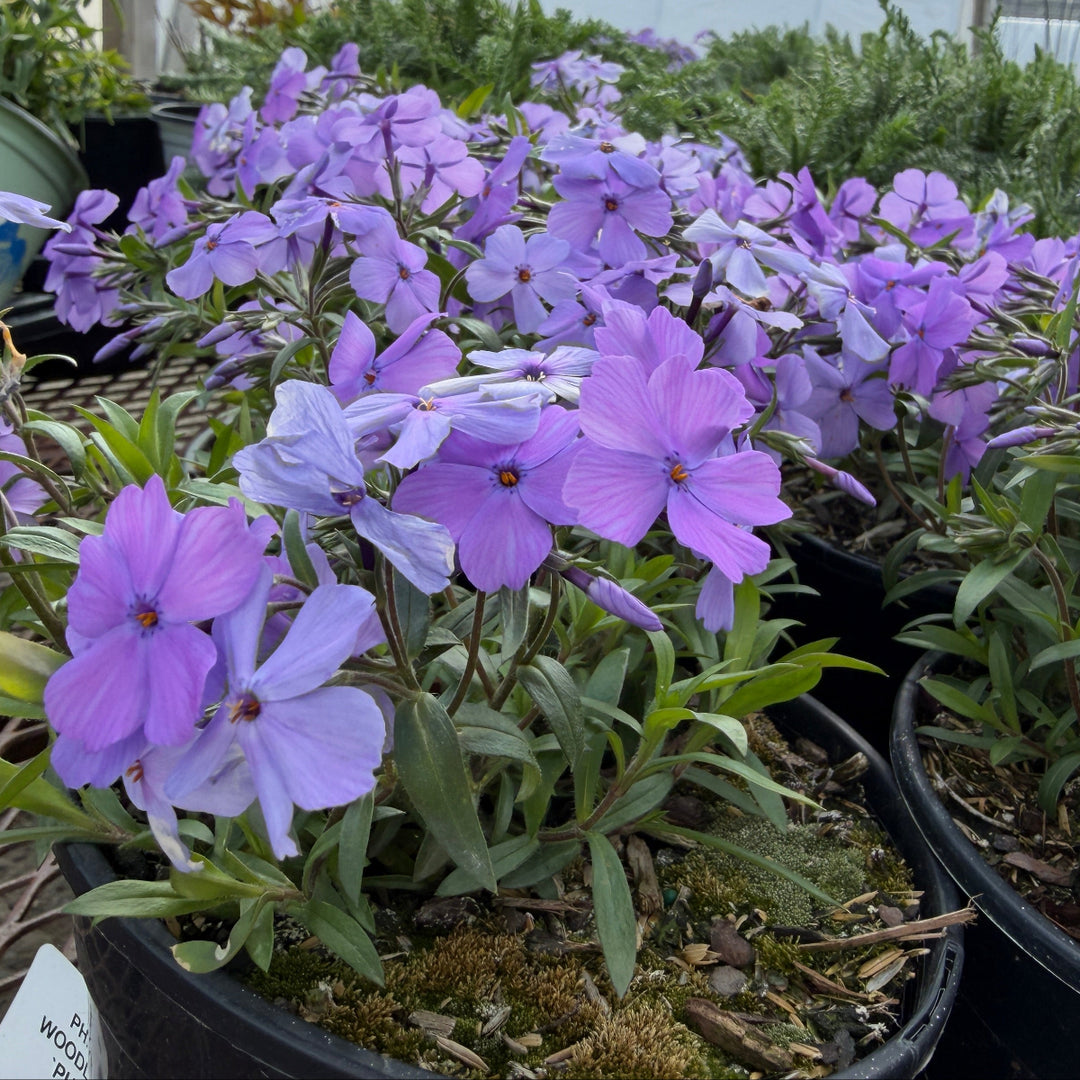 Phlox Woodlander Purple |Spotswood Greenery