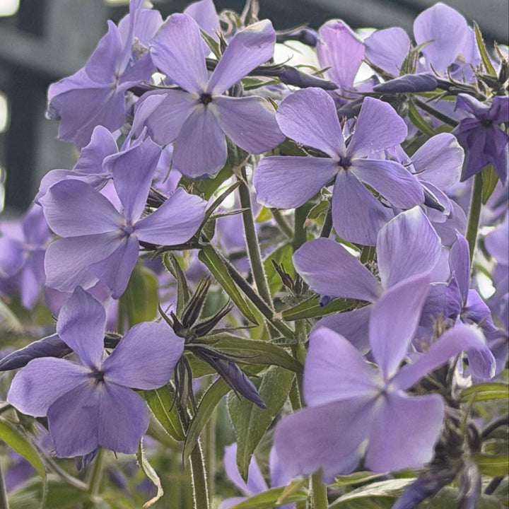 Blue Moon woodland phlox in bloom |Spotswood Greenery