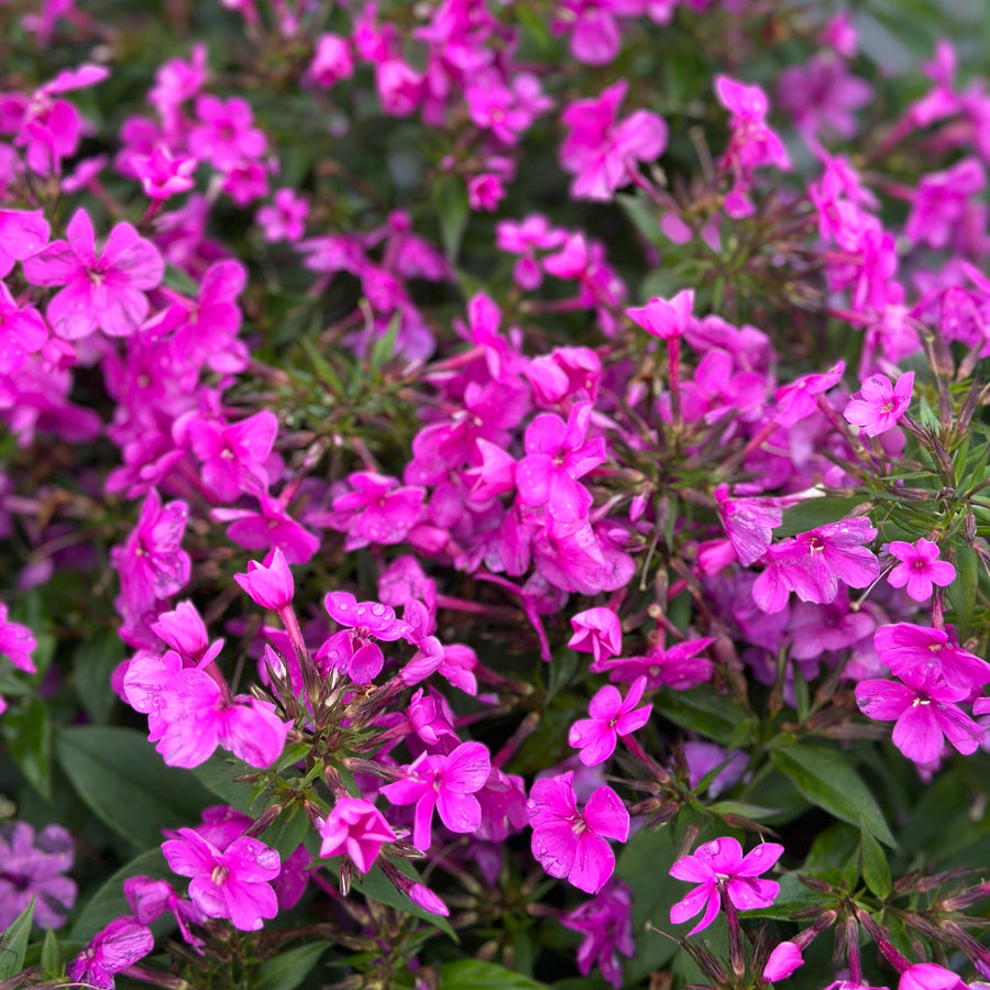 Cloudburst Tall Cushion Phlox