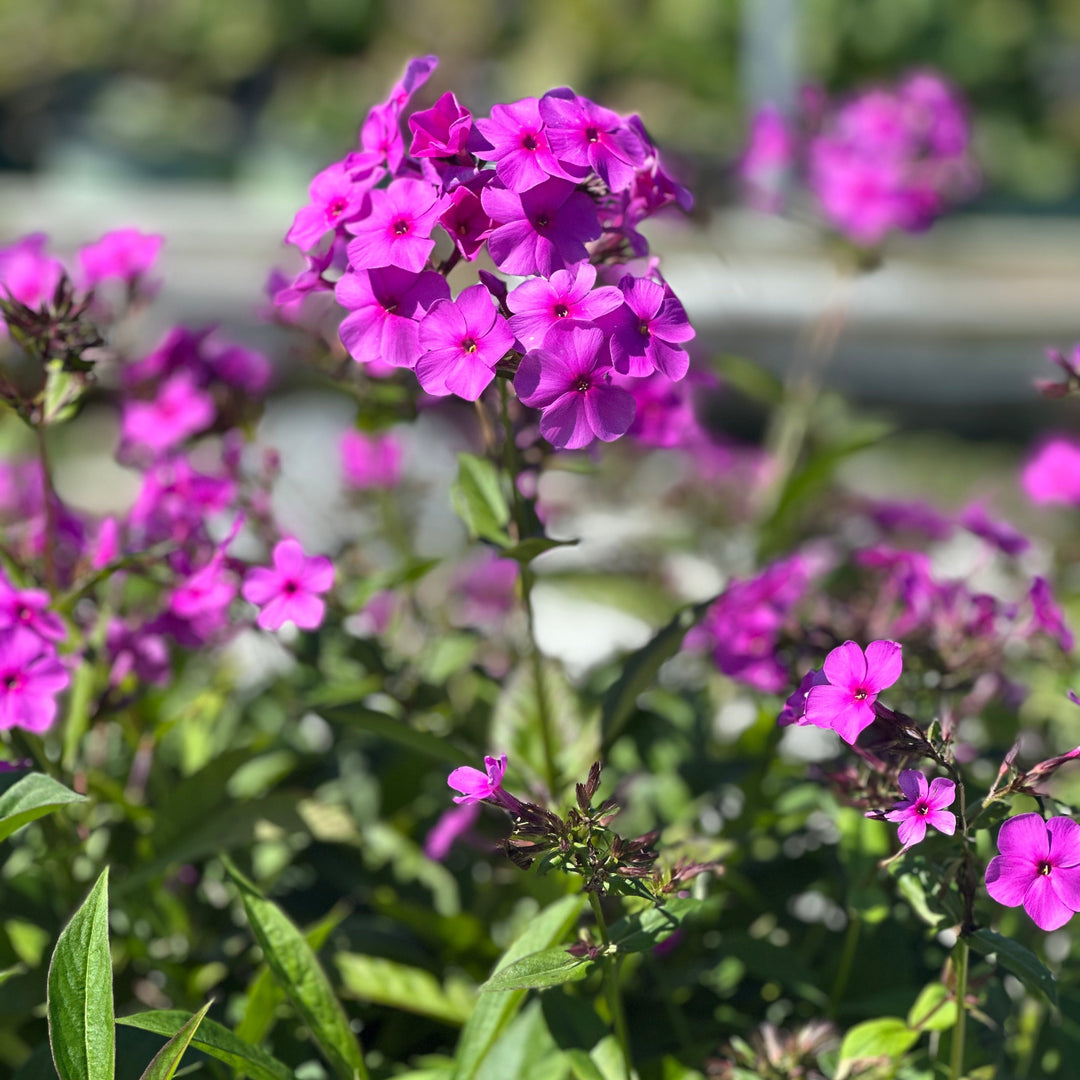 Cloudburst Tall Cushion Phlox