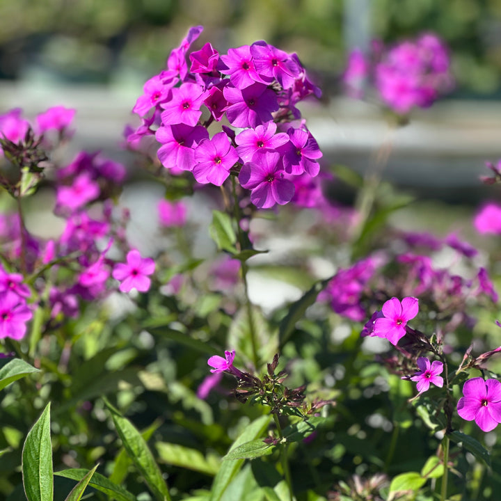 Cloudburst Tall Cushion Phlox