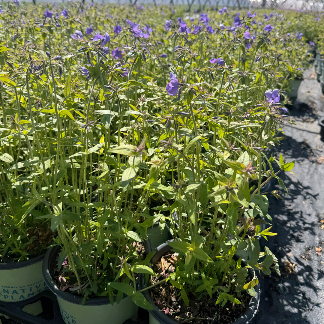 Blue Moon woodland phlox in bloom |Spotswood Greenery