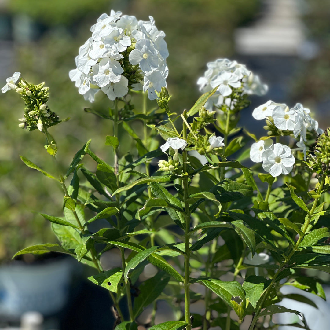 Luminary® Backlight Tall Garden Phlox