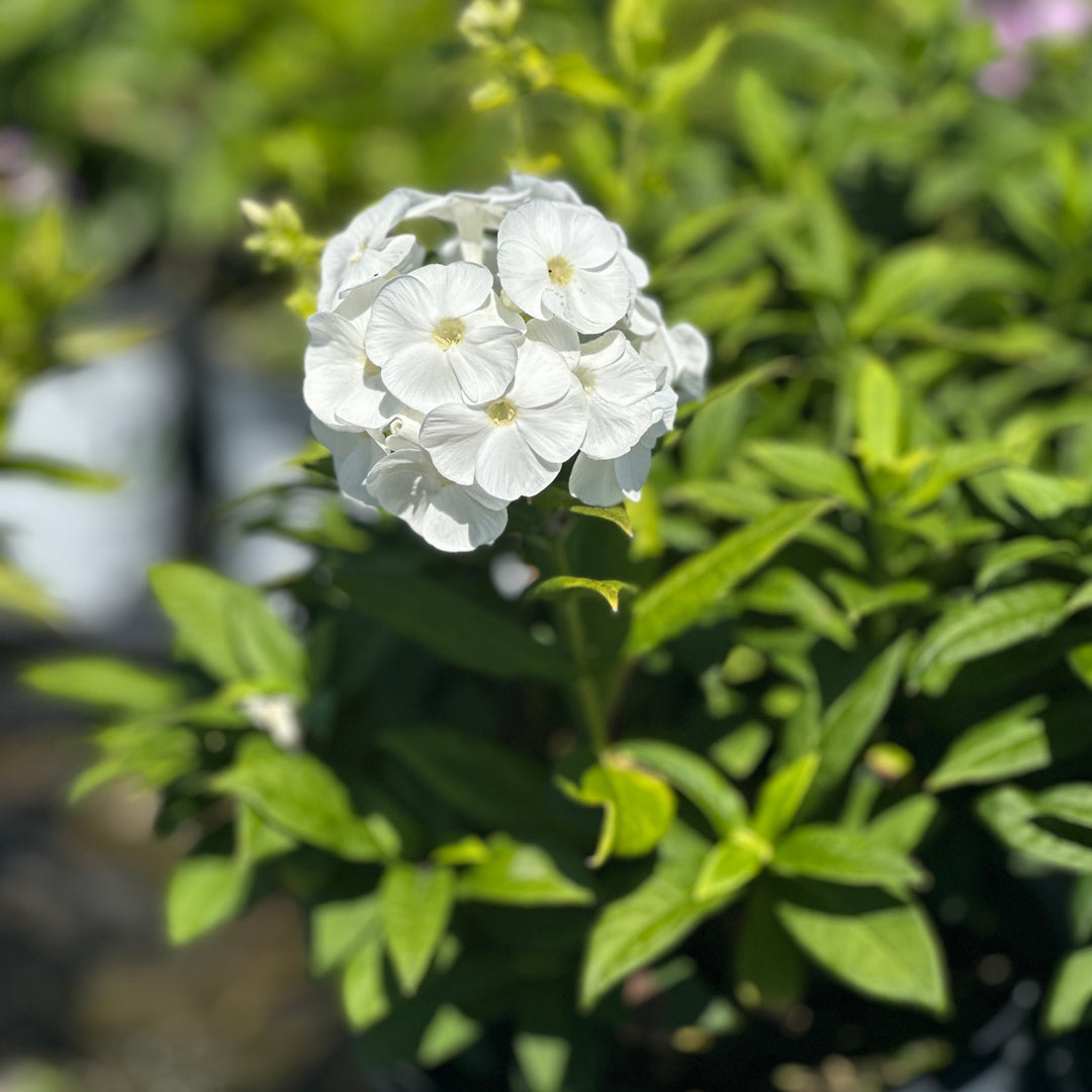Luminary® Backlight Tall Garden Phlox