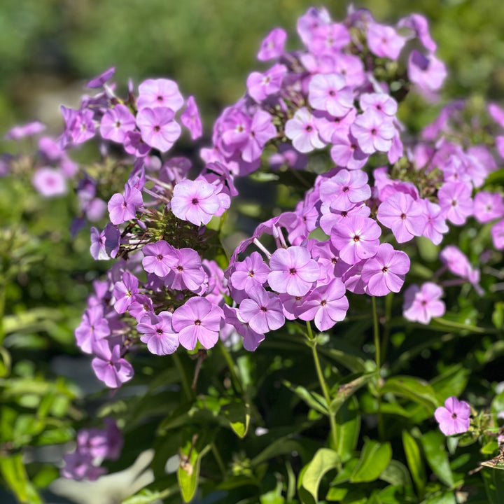 Opening Act ® Blush Hybrid Garden Phlox