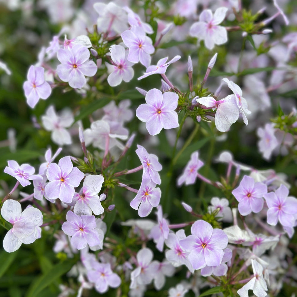 Opening Act® Pink-a-Dot Garden Phlox