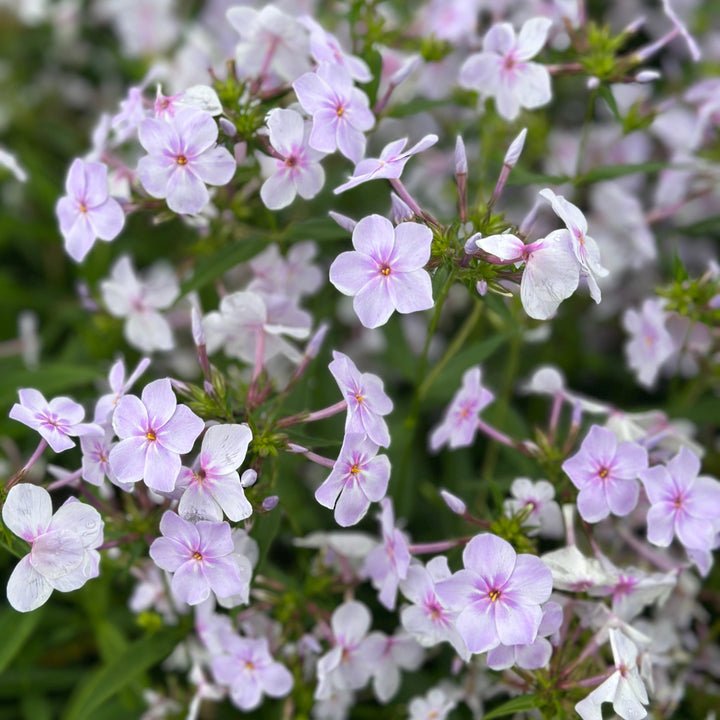 Opening Act® Pink-a-Dot Garden Phlox