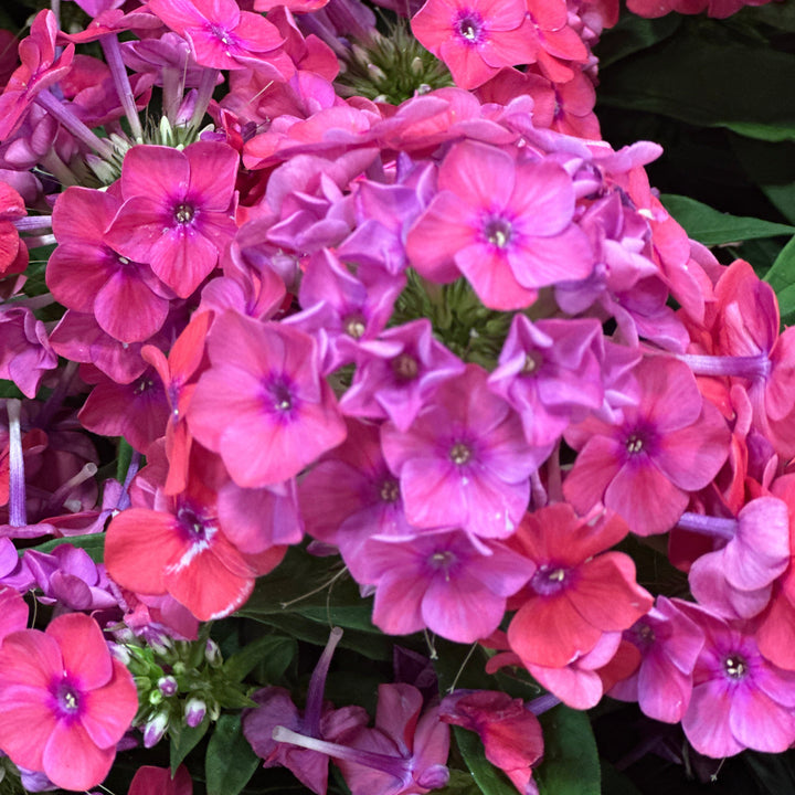 Luminary® 'Sunset Coral' Tall Garden Phlox