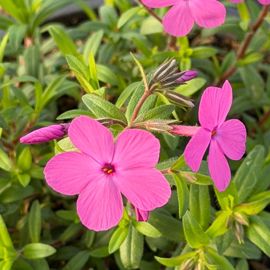 Woodlander Pink Phlox |Spotswood Greenery