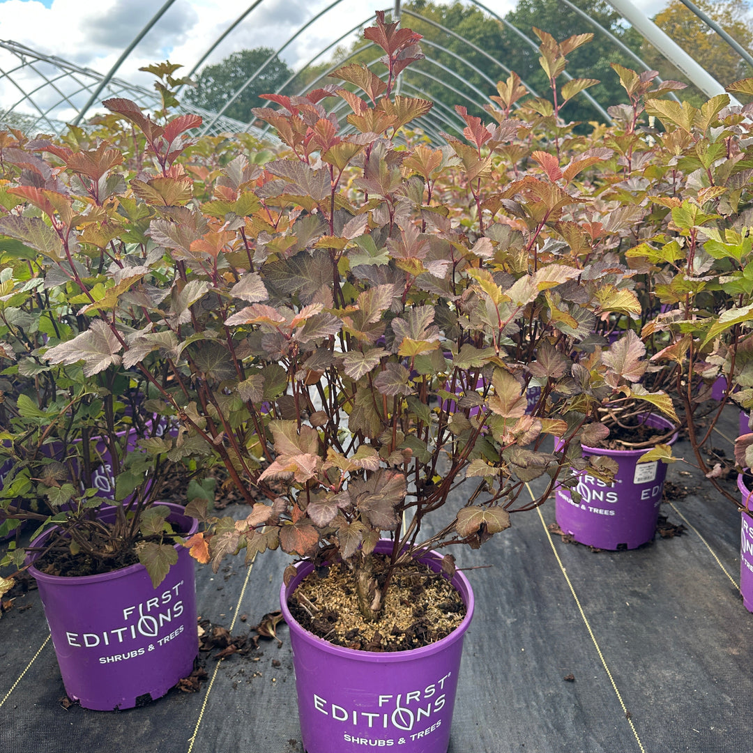 Amber jubilee ninebark plant |Spotswood Greenery