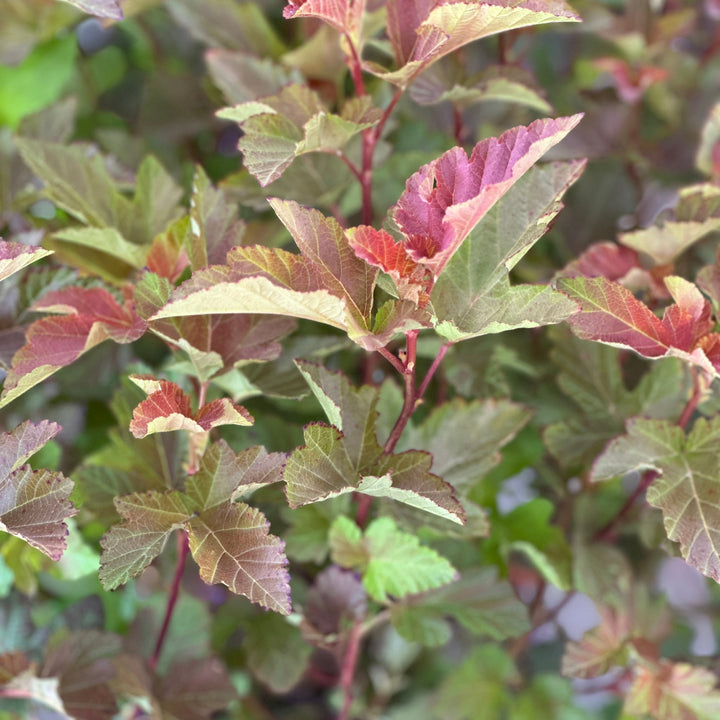 Close-up of a leafy plant with mottled green and burgundy-red foliage |Spotswood Greenery