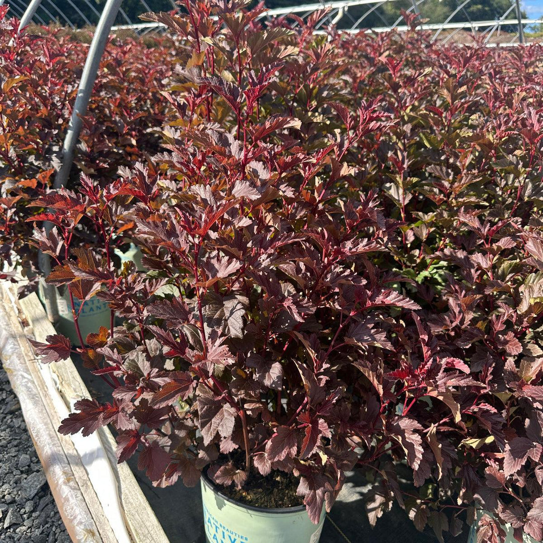 Center Glow Ninebark |Spotswood Greenery