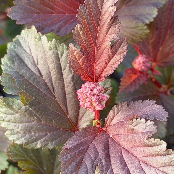 Center Glow Ninebark |Spotswood Greenery