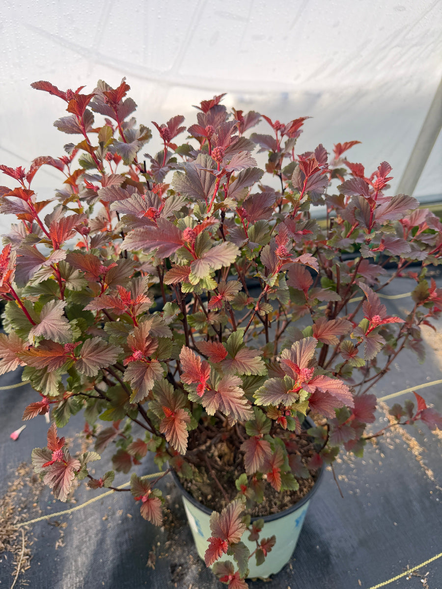 Center Glow Ninebark |Spotswood Greenery