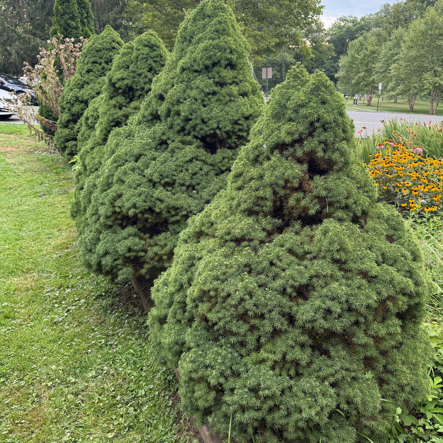 dwarf alberta spruce in a park |Spotswood Greenery
