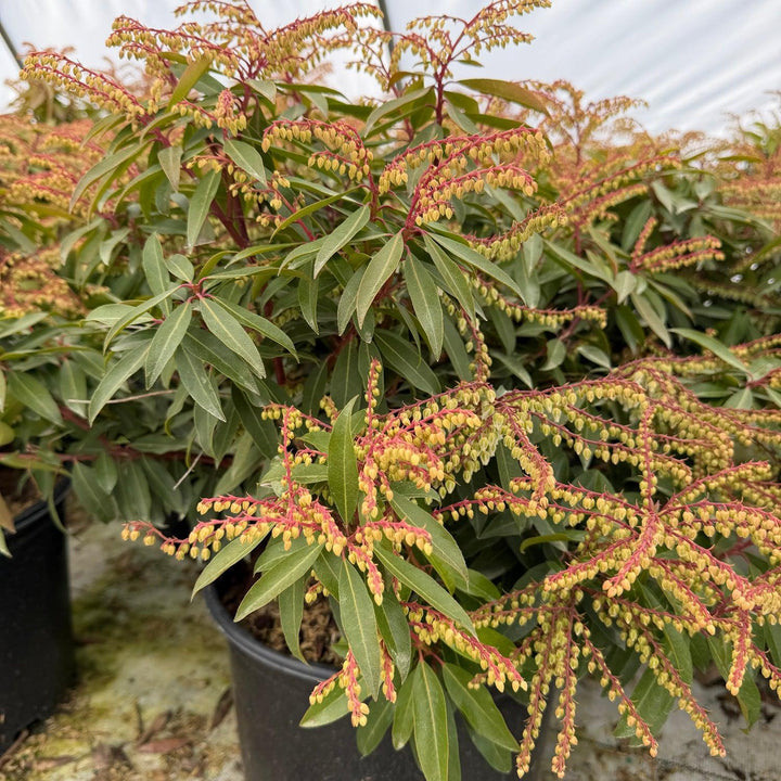 Brouwer's  Beauty Andromeda |Spotswood Greenery