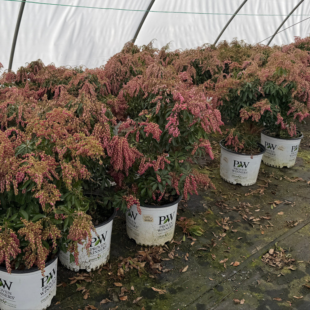 Interstella Adromeda |Spotswood Greenery