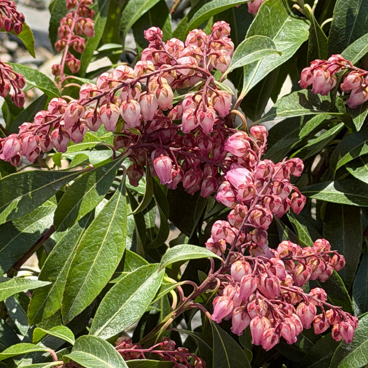 Katsura Andromeda |Spotswood Greenery