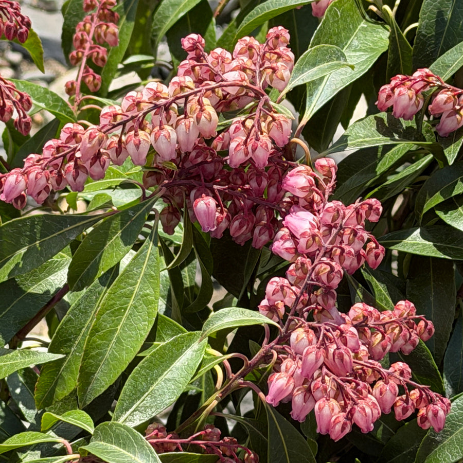 Katsura Andromeda |Spotswood Greenery