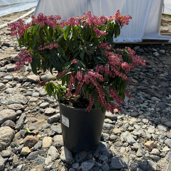 Katsura Andromeda |Spotswood Greenery