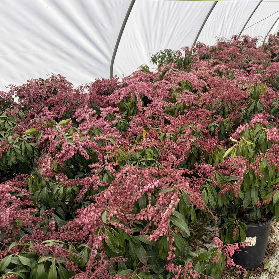 Katsura Andromeda |Spotswood Greenery