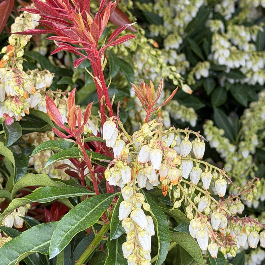 Mountain Fire Andromeda |Spotswood Greenery