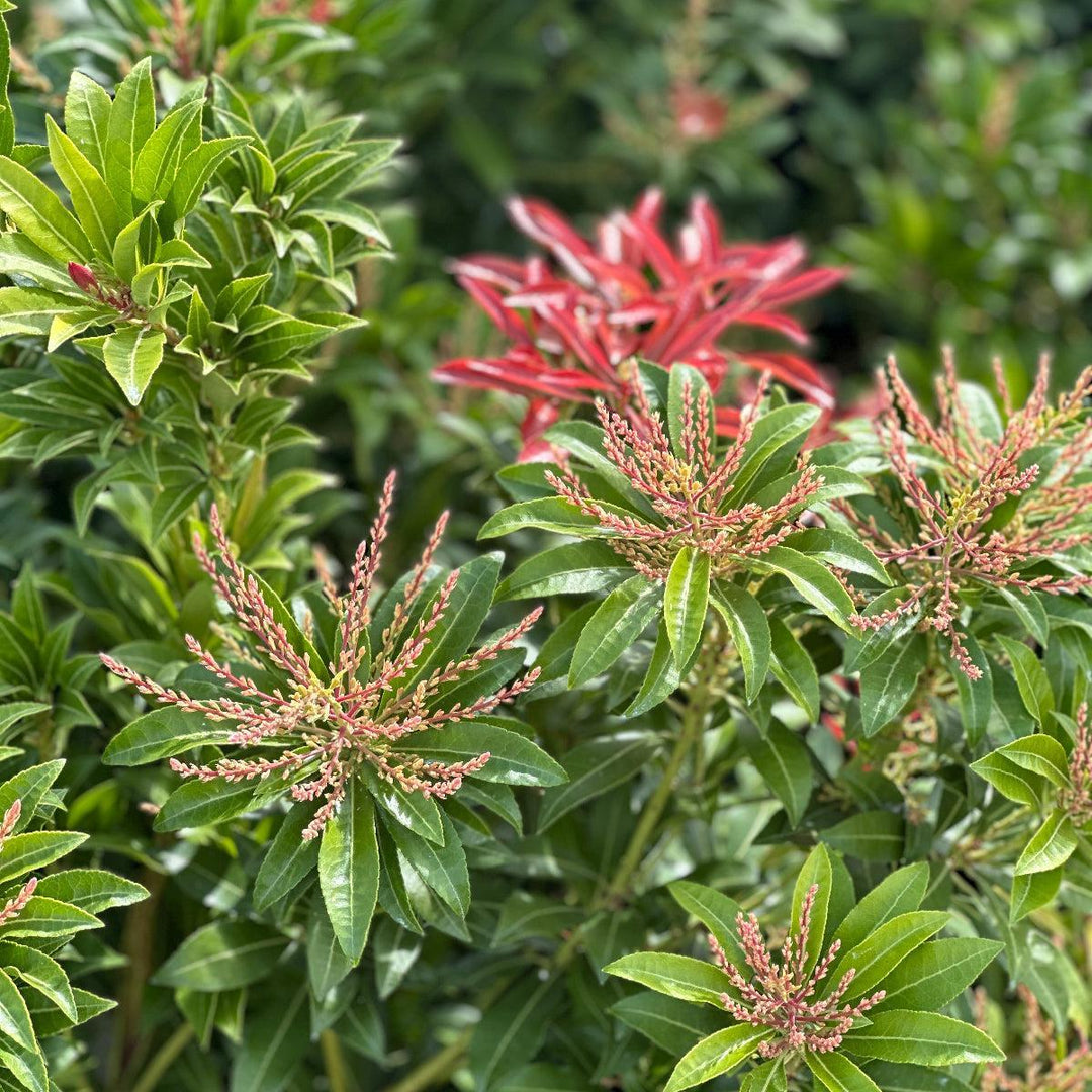 Mountain Fire Andromeda |Spotswood Greenery