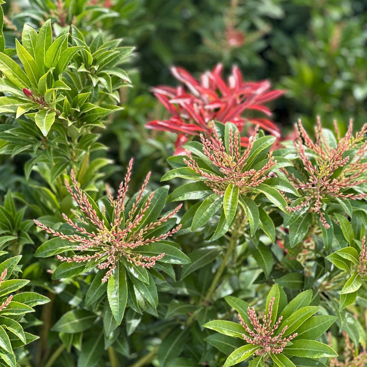 Mountain Fire Andromeda |Spotswood Greenery