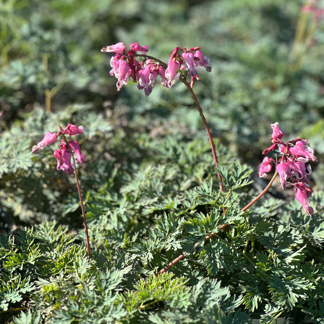 Pink Diamonds Fernleaf Bleeding Heart