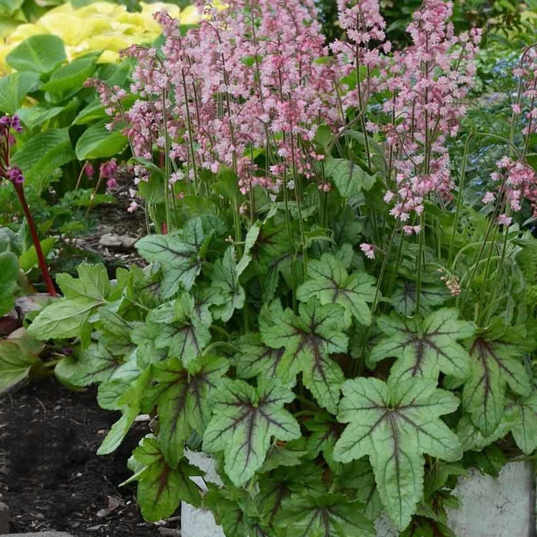 Pink Fizz Foamy Bells- | Proven Winners®