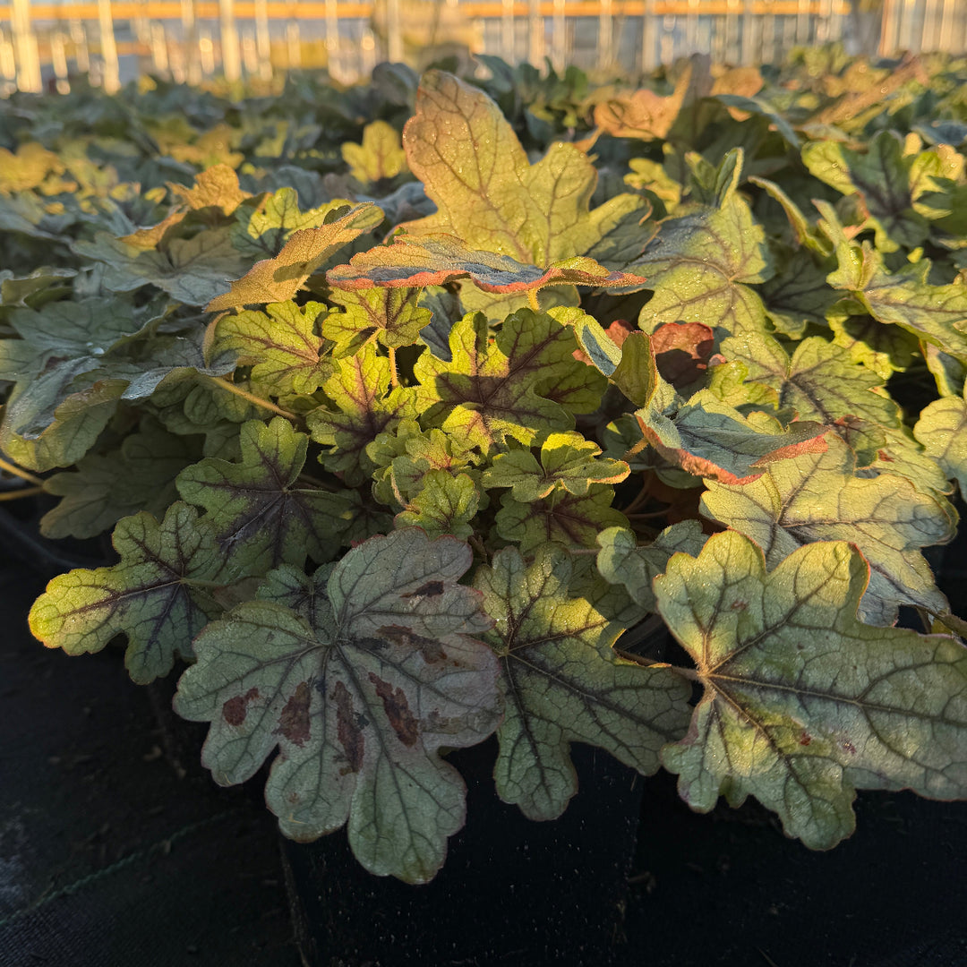 Pink Fizz Foamy Bells