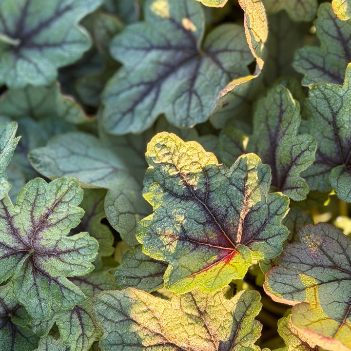 Pink Fizz Foamy Bells