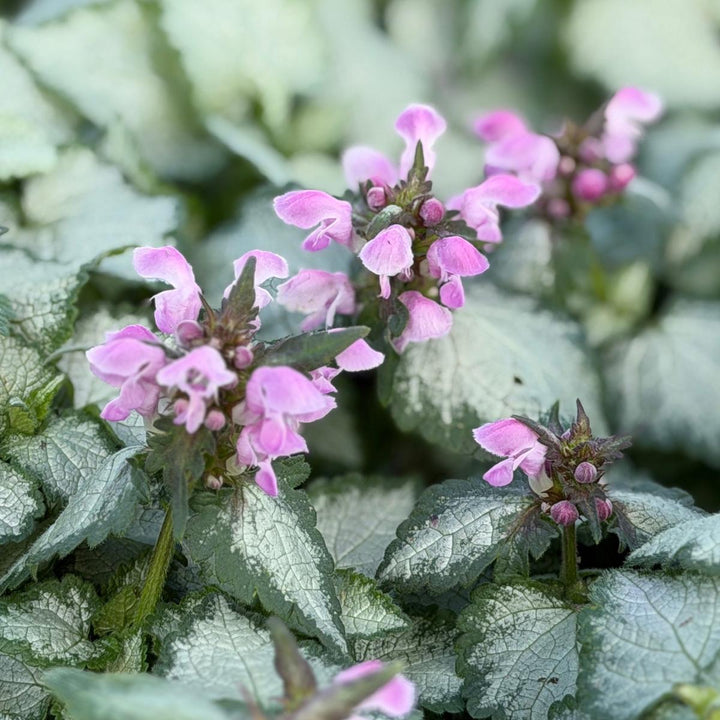 Pink Pewter Spotted Deadnettle |Spotswood Greenery