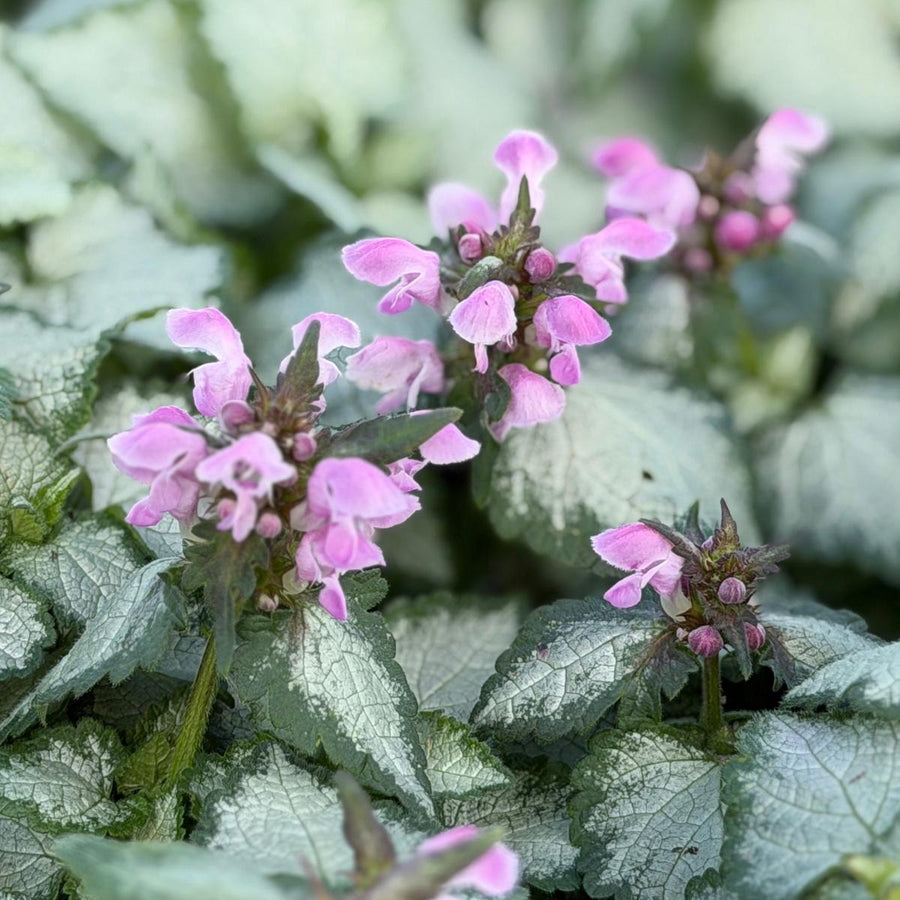Pink Pewter Spotted Deadnettle |Spotswood Greenery
