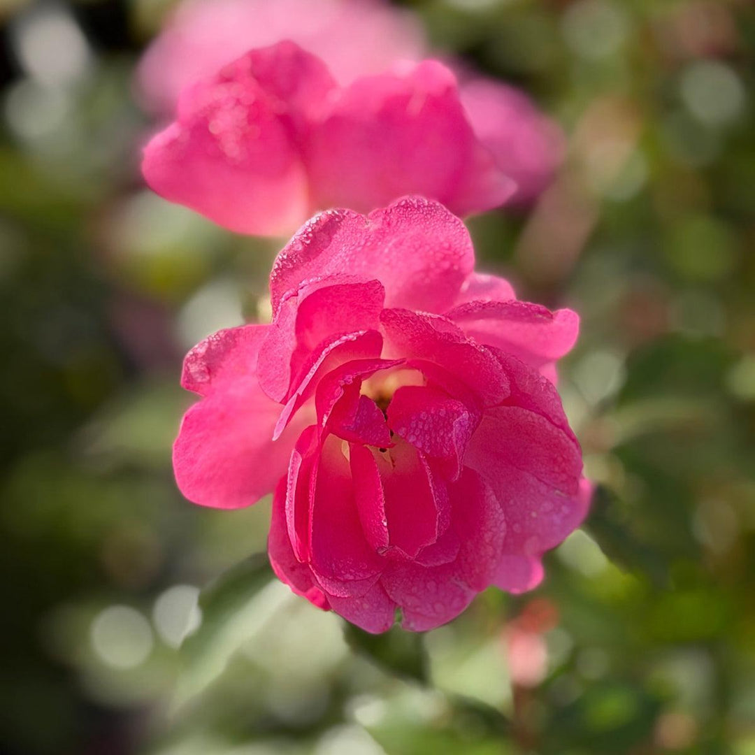 Pinktopia Easy Elegance® Rose |Spotswood Greenery