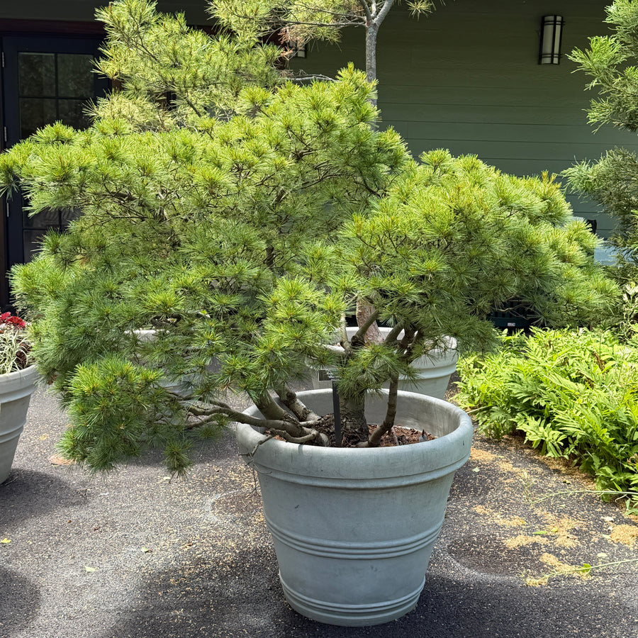 Dwarf conifer in large container |Spotswood Greenery