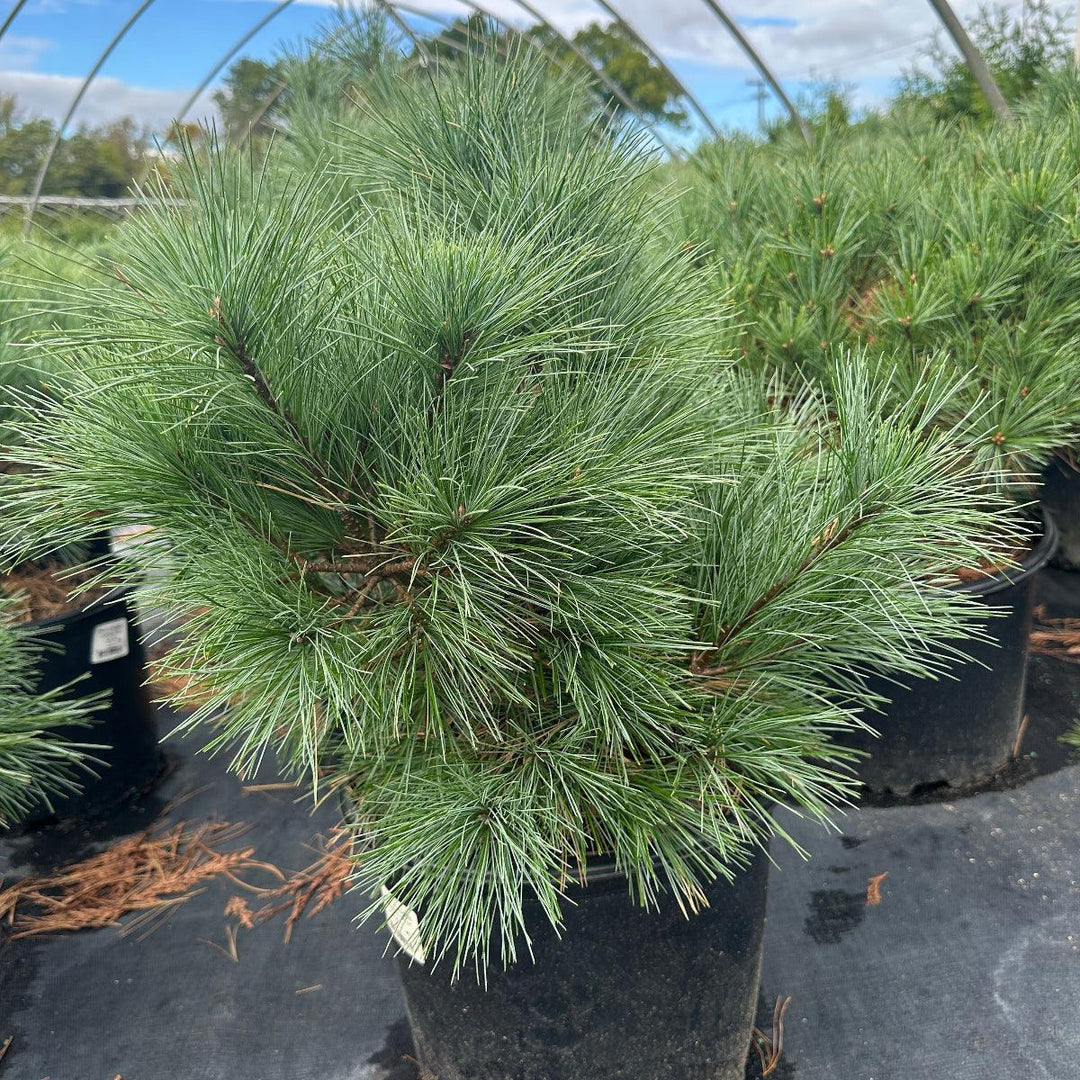 Connecticut Slate Dwarf White Pine |Spotswood Greenery