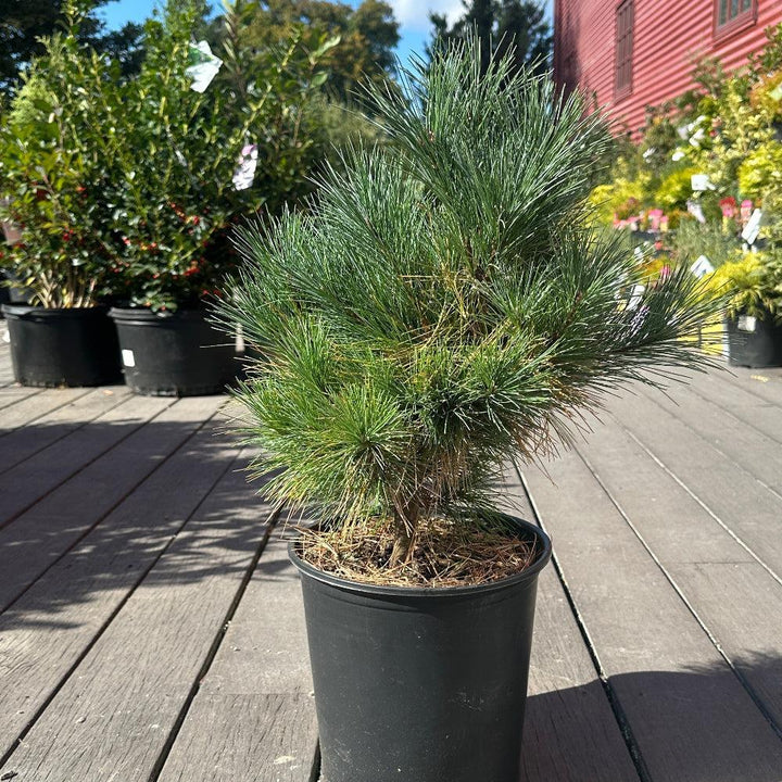 Connecticut Slate Dwarf White Pine |Spotswood Greenery
