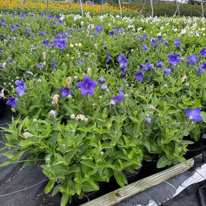 Astra Blue Dwarf Balloon Flower |Spotswood Greenery