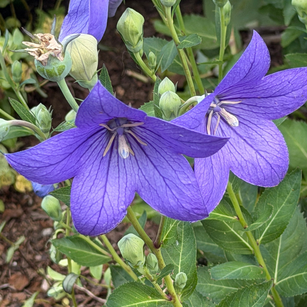 Sentimental blue balloon flower |Spotswood Greenery