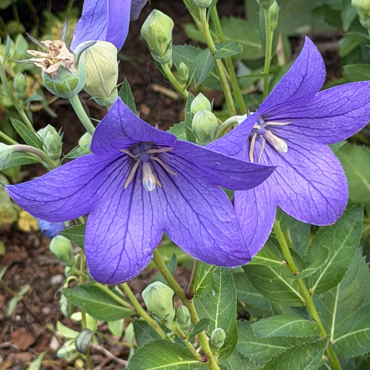 Sentimental blue balloon flower |Spotswood Greenery