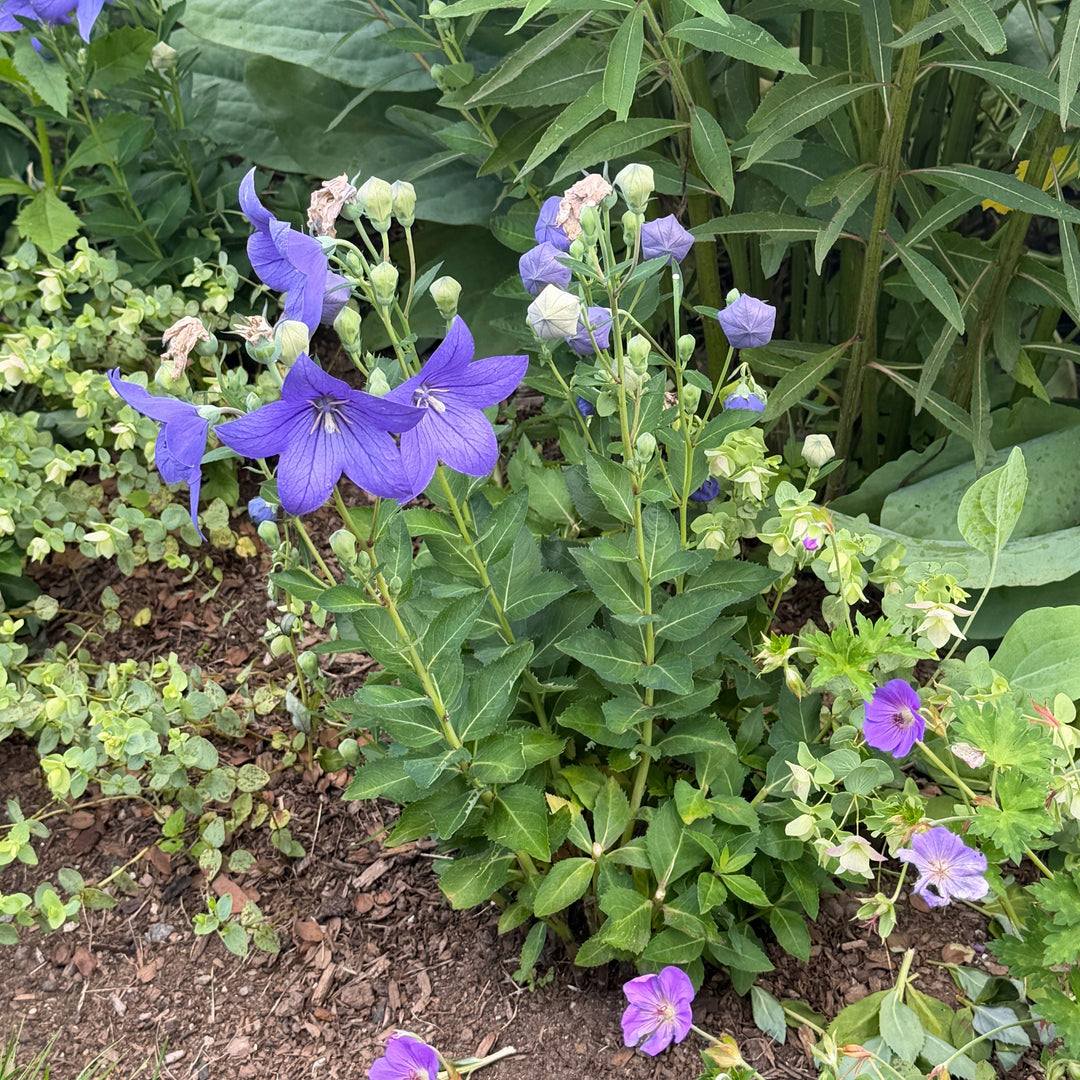 Astra Blue Dwarf Balloon Flower |Spotswood Greenery